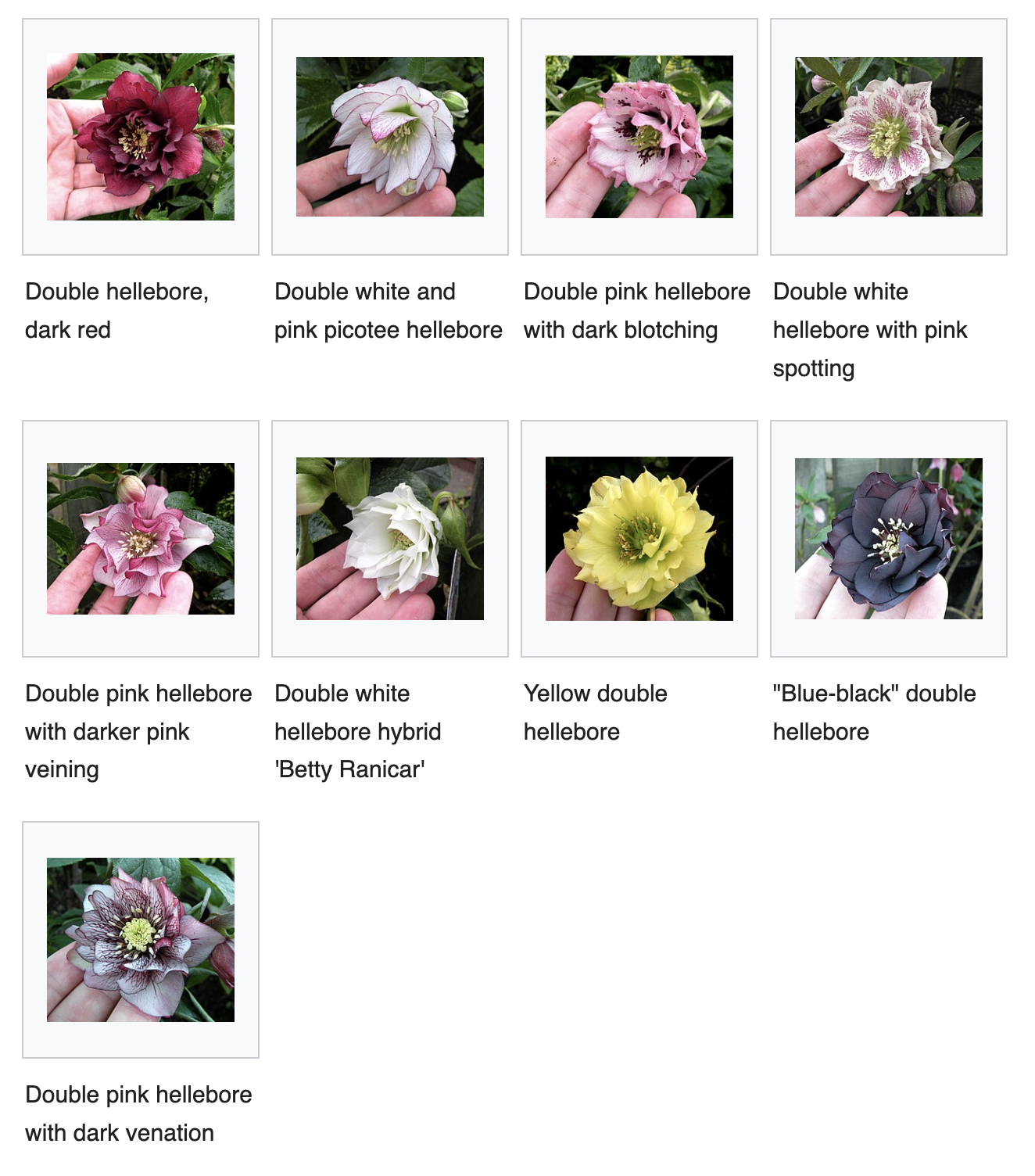 Cultivated hellebore hybrid