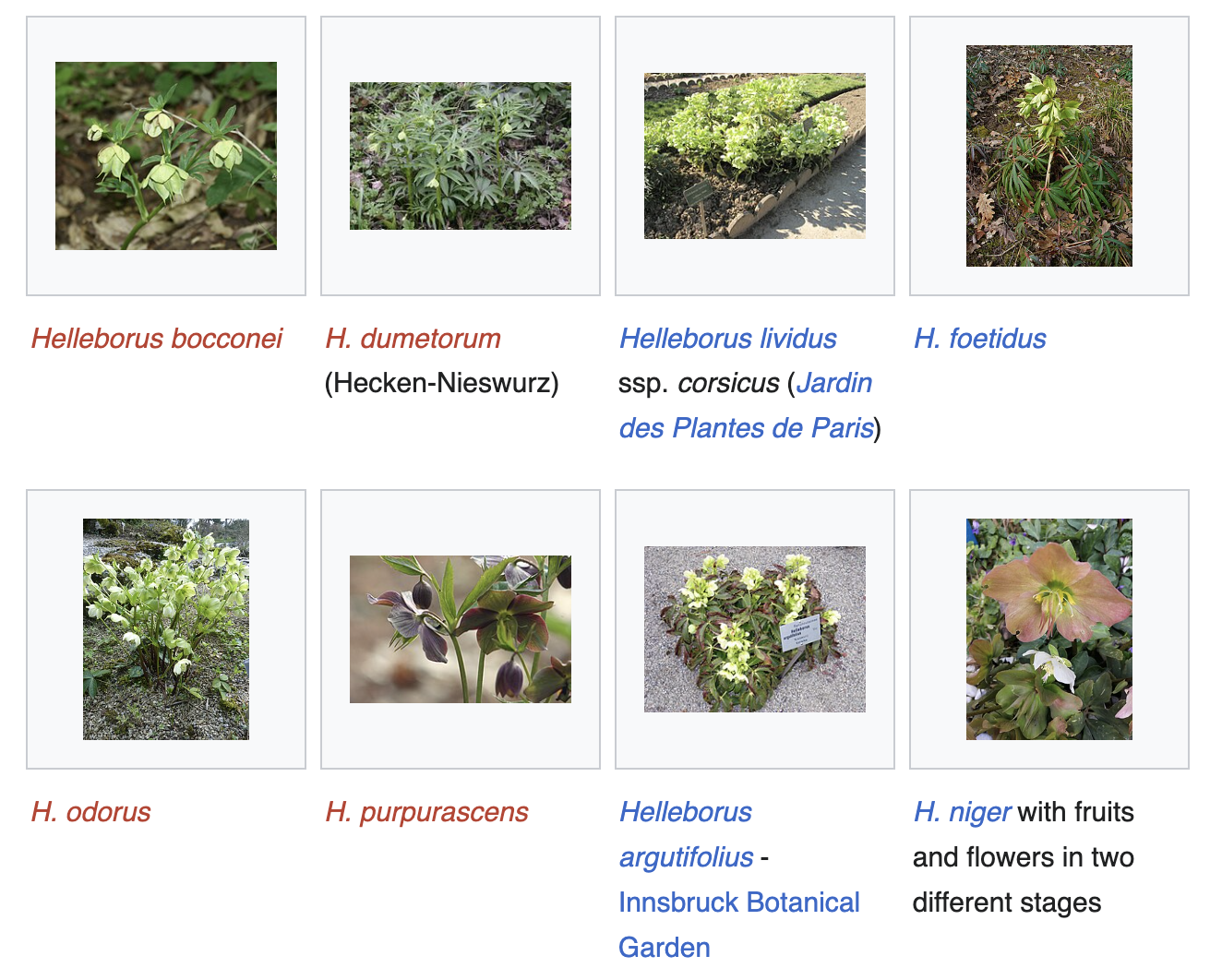 Wild hellebore species
